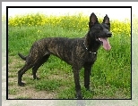 Owczarek holenderski, stoj�ce, uszy